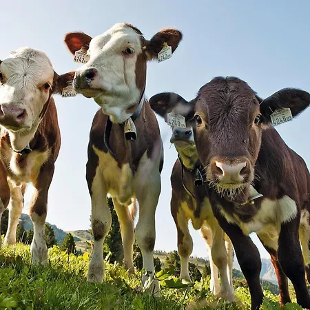 Flat Baerlerhof Xxl,