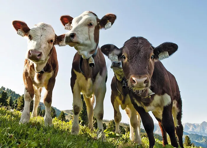 Flat Baerlerhof Xxl,